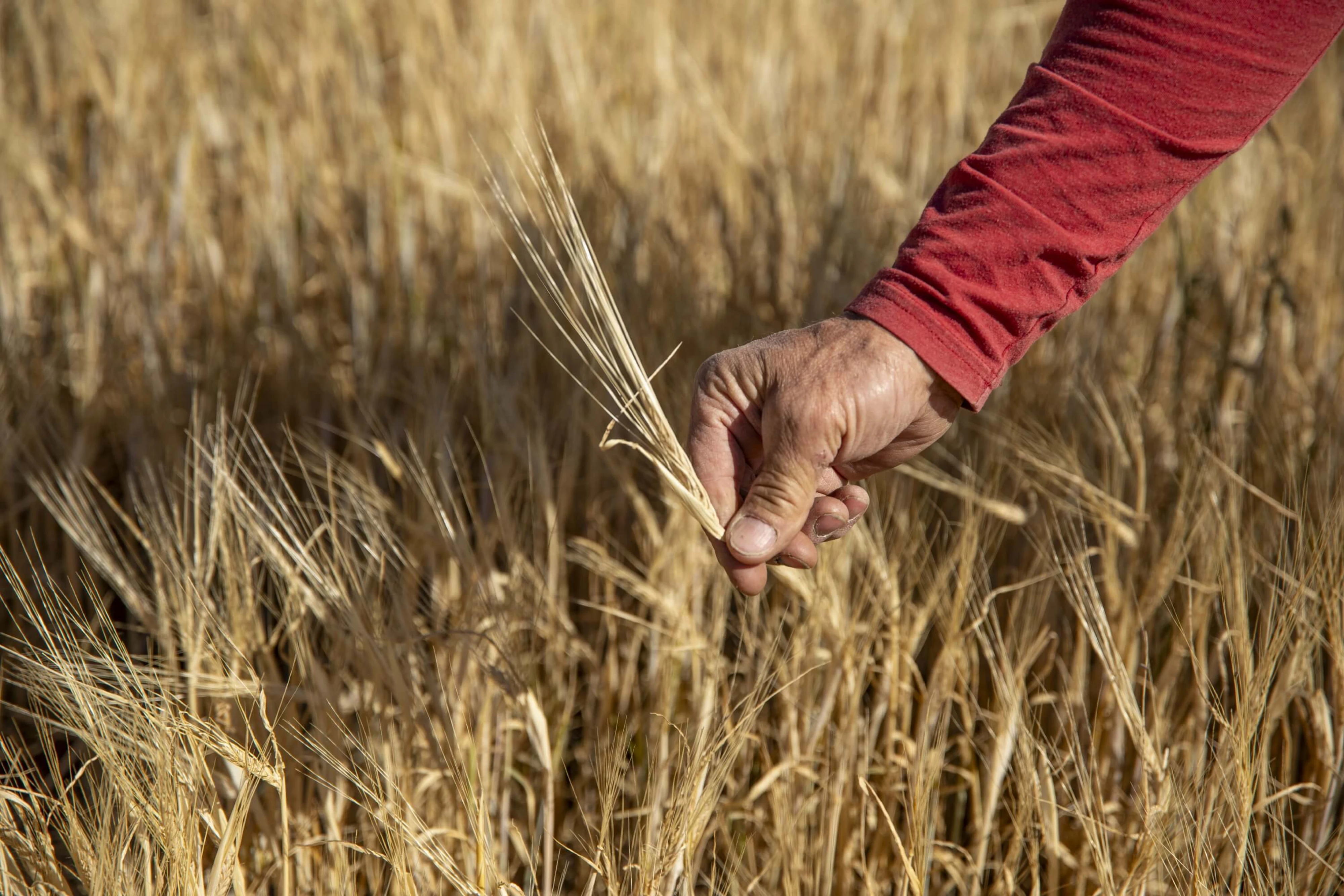 DF_Central Milling_Round 1 Edits_0508