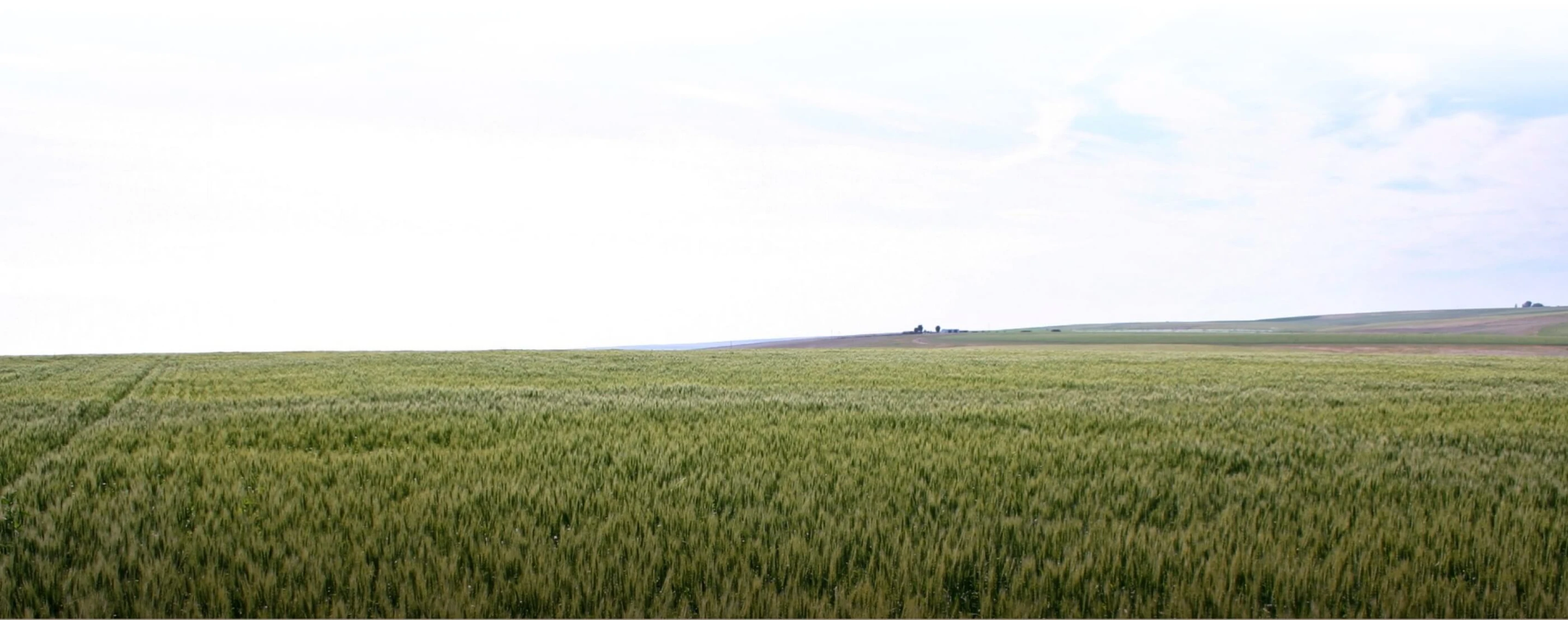 grain-field