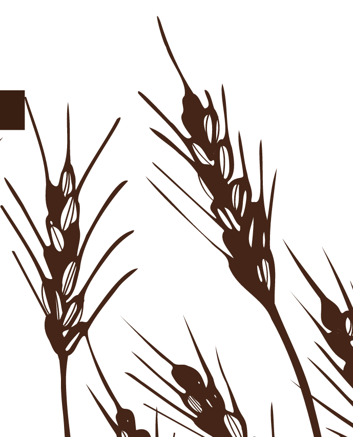 Wheat grain graphic